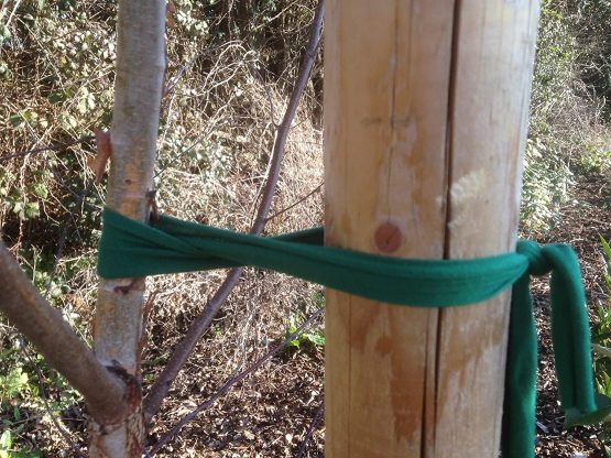 Biostretch Tree Ties and large Plant Tie. Environmentally Smart, Soft Green Stake Support (Bio X W Card) 8M/26ft - Image 3