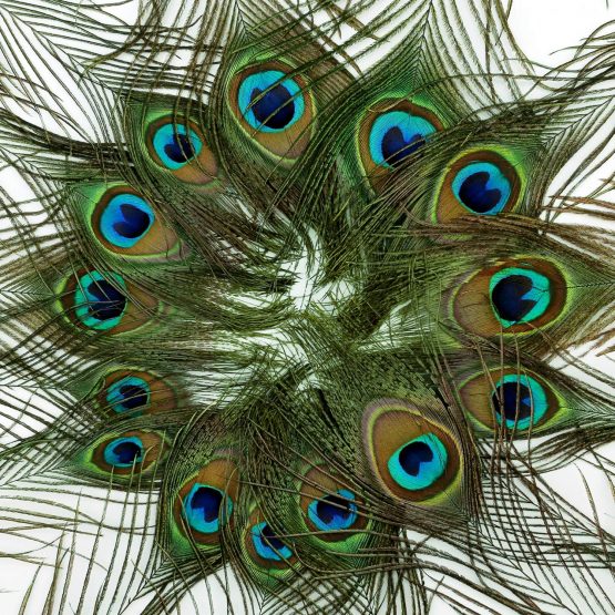 Mwoot 15pcs Natural Peacock Eye Feathers, Screen Green Tail Eye Feathers for DIY Craft,Costume,Wedding Holiday Party Decoration 11.02-12.6inch (28-32CM) - Image 3