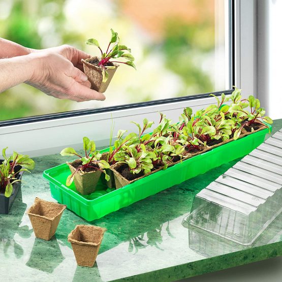 CONNEX FLOR79010 54 x 15 x 12 cm Room Greenhouse - Multi-colour - Image 3