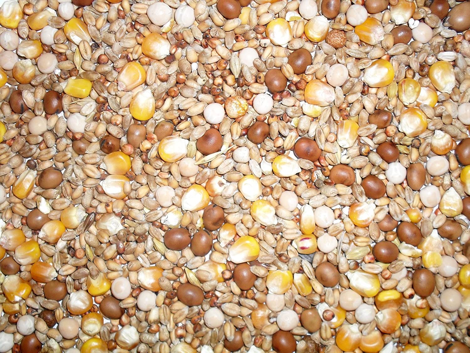 Johnston & Jeff Four Seasons General Economy Pigeon Seed Mix, 20 kg (Pack of 1), transparent