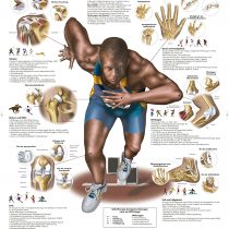 3B Scientific Sports Injuries Chart, 1