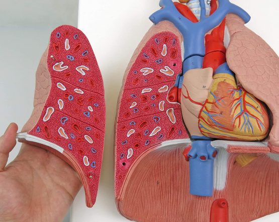 3B Scientific Lung Model with larynx 7 Part + free anatomy software - 3B Smart Anatomy G15 - Image 2