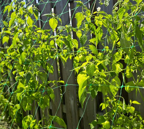Windhager Climbing Plant Netting, 2 x 5 m - Image 4
