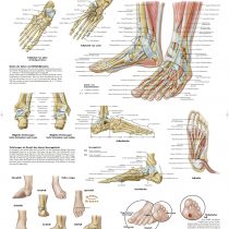 3B Scientific VR0176UU Anatomical Chart "Fuß und Fußgelenke" (Feet and Ankles), German Import