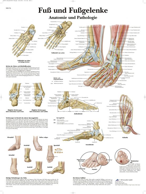 3B Scientific VR0176UU Anatomical Chart "Fuß und Fußgelenke" (Feet and Ankles), German Import