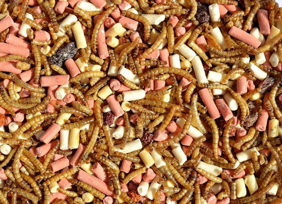 Supa Dried Mealworms, Hi-Energy Suet Pellets & Fruit Platter Mix for Wild Birds, 3 Litre Bucket, High Energy Protein Rich Treat For Garden Birds, Attract More Birds To Your Garden. - Image 2