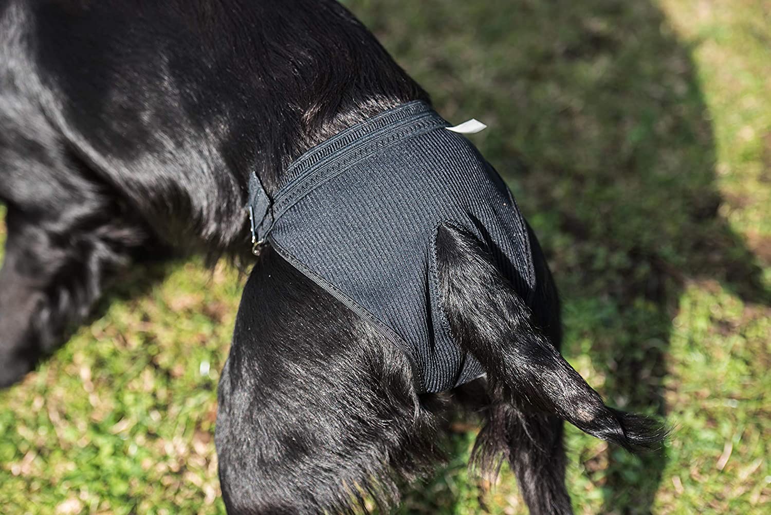 Mikki Dog Hygiene Pant Knickers and Period Pads for Female Bitches on Heat In Mating Season - Small,Black - Image 3