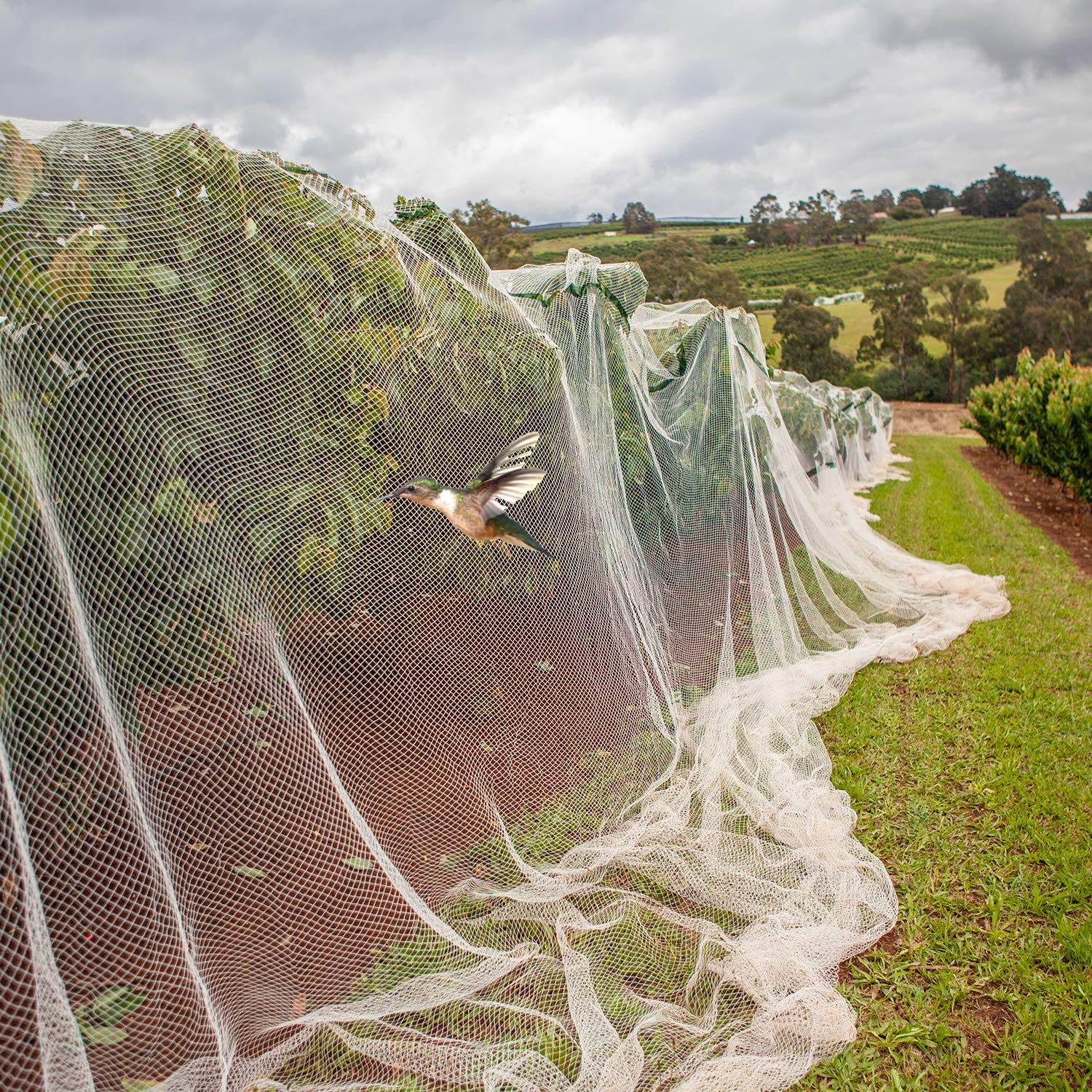 4 M x 10 M Anti Bird Protection Net Garden Plant Mesh Netting Fruit ...