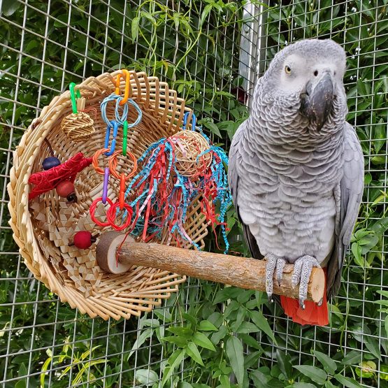 Parrot Essentials Busy Birdie Parrot Perch and Toy Playstation - Colourful Parrot Toy Activity - Encourages Mental, Physical Exercise - Non-Toxic Bird Toys for Budgie, Conure, Macaw, Other Pet Birds - Image 4