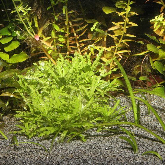JBL Sansibar GREY 10 kg, Grey, fine substrate for freshwater and saltwater aquariums - Image 2
