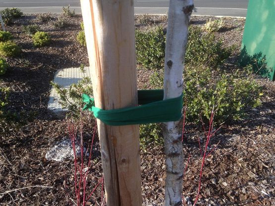 Biostretch Tree Ties and large Plant Tie. Environmentally Smart, Soft Green Stake Support (Bio X W Card) 8M/26ft - Image 4