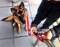 Canny CONNECT Dog Lead Lead With Soft Padded Handles, Padded Grip And A Secure Clip, Secure Your Dog Without Needing To Remove The Lead - Image 4