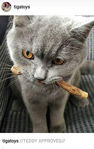 TIGA Toys 10 x Silvervine Sticks Actinidia Polygama Activity Cat Chew Sticks aka Matatabi (10 Sticks) Cat Nip alternative - Image 4
