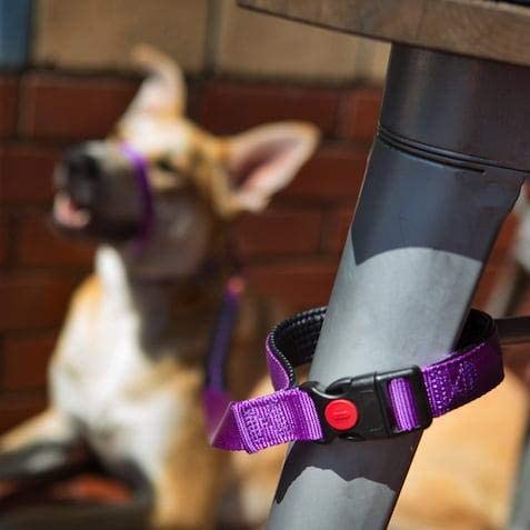 Canny CONNECT Dog Lead Lead With Soft Padded Handles, Padded Grip And A Secure Clip, Secure Your Dog Without Needing To Remove The Lead - Image 2