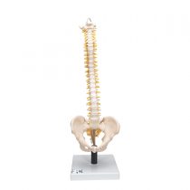 3B Scientific Flexible Spine with Soft Inter Vertebral Discs + free anatomy software - 3B Smart Anatomy VB84