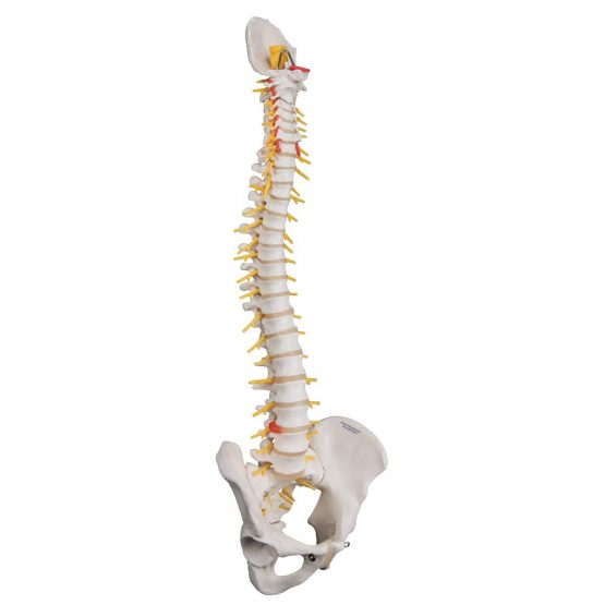 3B Scientific Deluxe Flexible Spine + free anatomy software - 3B Smart Anatomy - Image 2