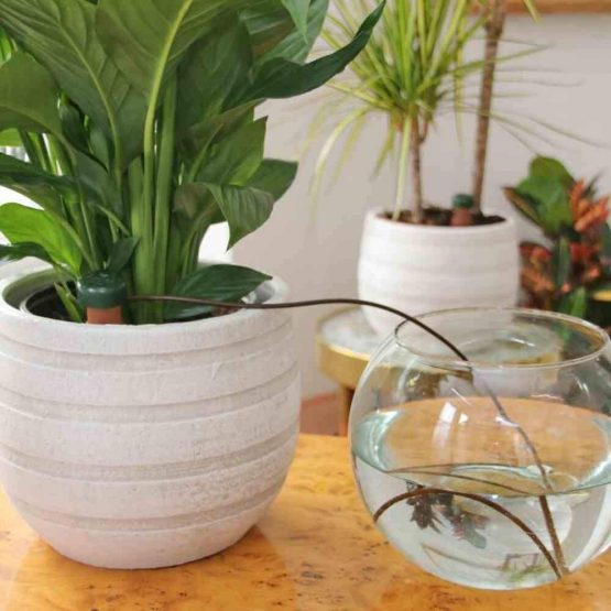 Blumat Water Dispenser for Indoor Plants - Pack of 25 - Image 3