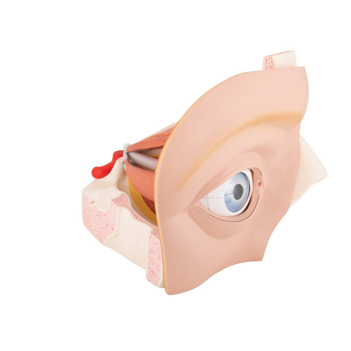3B Scientific Eye 5 Times Full Size 11 Part + free Anatomy App - 3B Smart Anatomy, VJ500A, 5 times life-size - Image 2