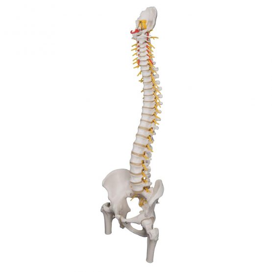 3B Scientific Deluxe Flexible Spine with Femur heads + free anatomy software - 3B Smart Anatomy - Image 3