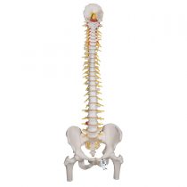 3B Scientific Deluxe Flexible Spine with Femur heads + free anatomy software - 3B Smart Anatomy