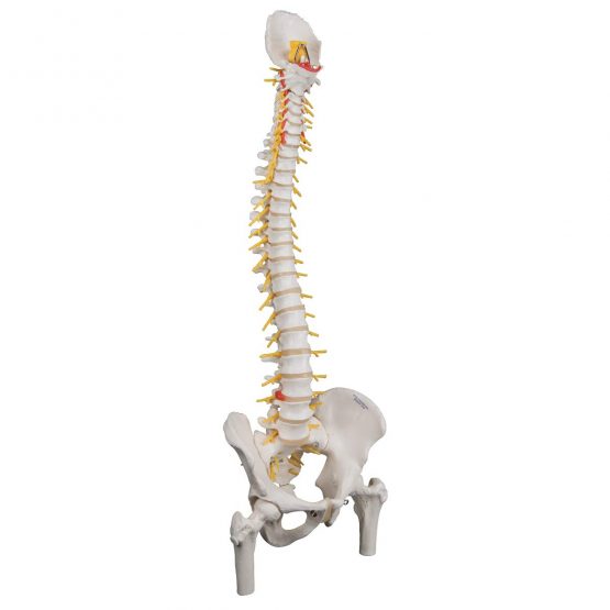 3B Scientific Deluxe Flexible Spine with Femur heads + free anatomy software - 3B Smart Anatomy - Image 2