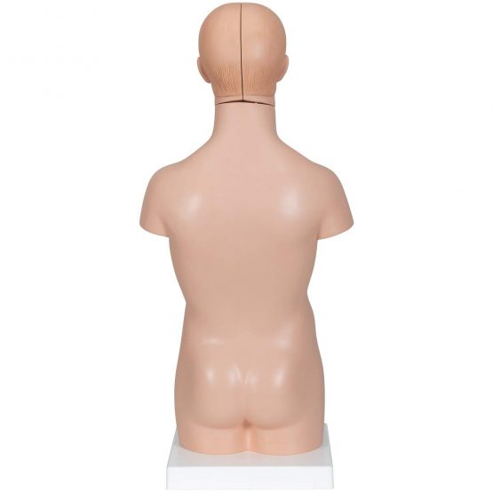 3B Scientific B22 Mini-Torso, 12 Part + free anatomy software - 3B Smart Anatomy - Image 2