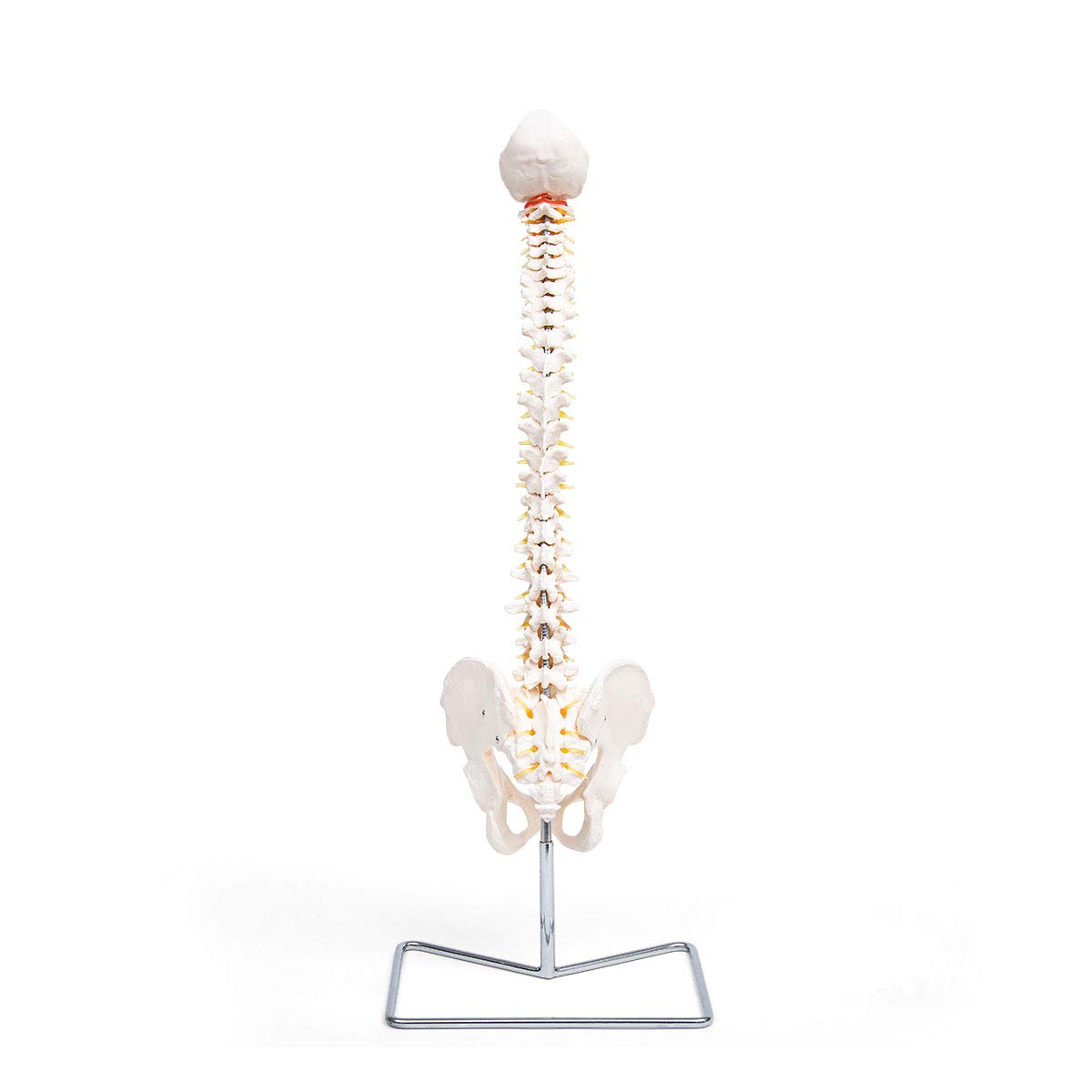 Elementary Anatomy Spine Model - Life-Size Flexible Human Spine, White - Image 2