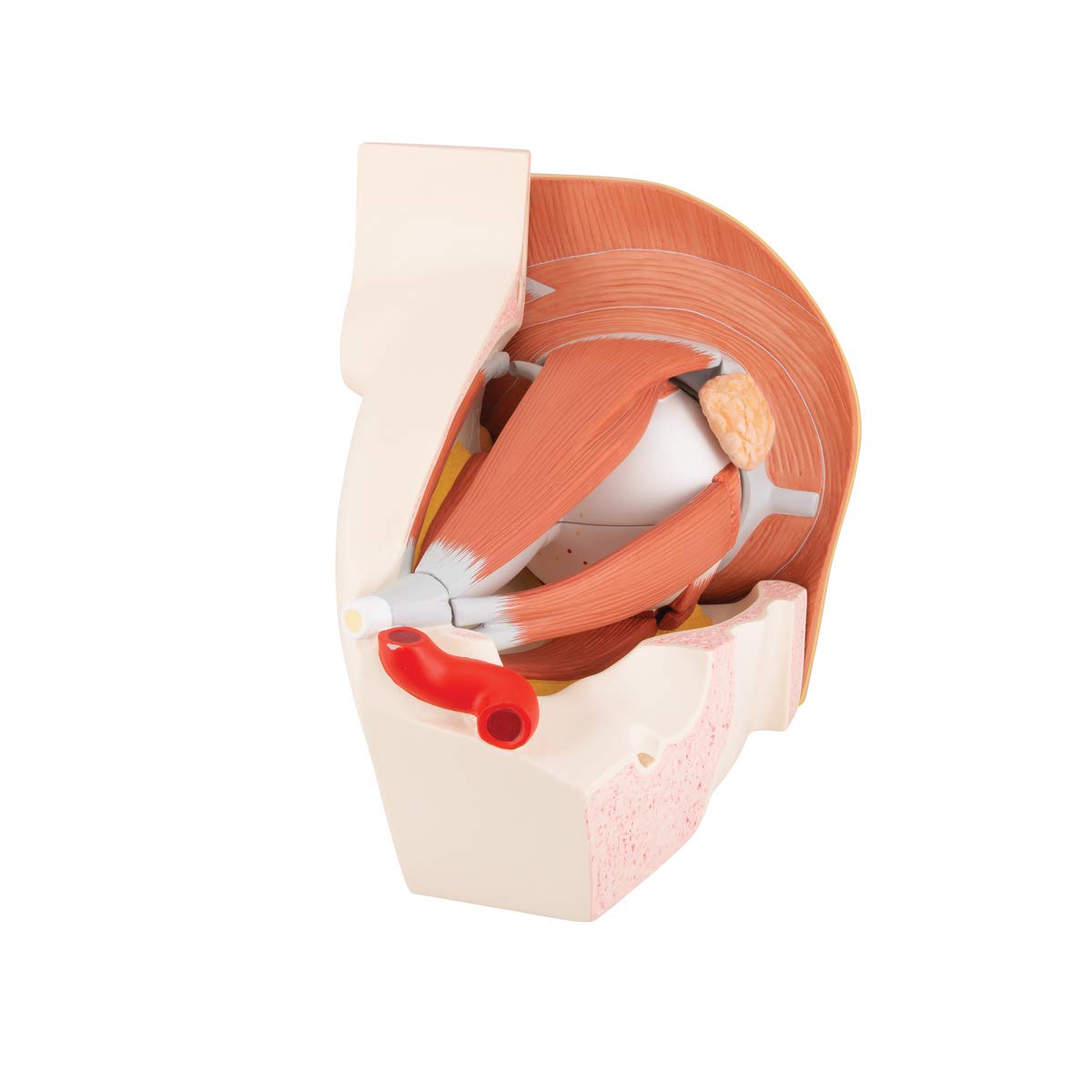 3B Scientific Eye 5 Times Full Size 11 Part + free Anatomy App - 3B Smart Anatomy, VJ500A, 5 times life-size - Image 4