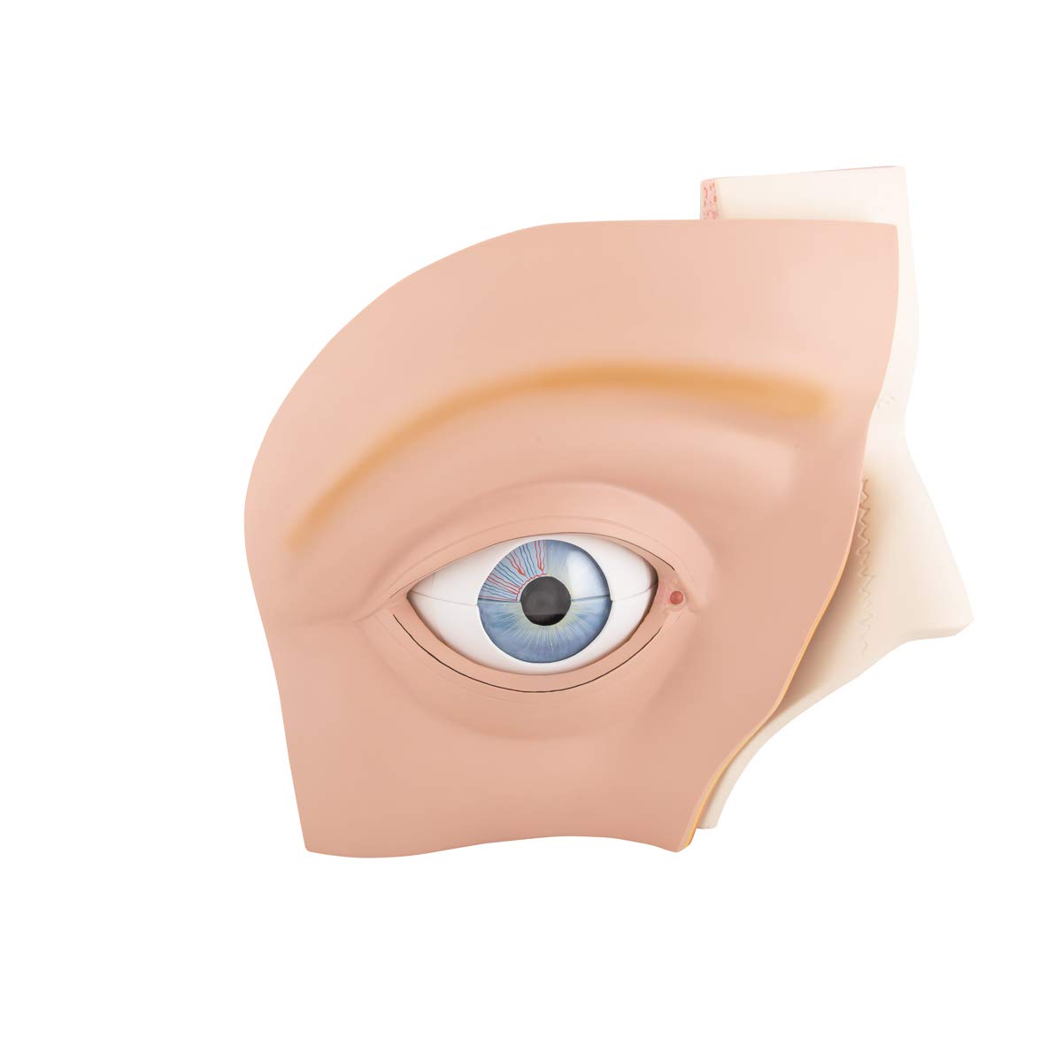 3B Scientific Eye 5 Times Full Size 11 Part + free Anatomy App - 3B Smart Anatomy, VJ500A, 5 times life-size