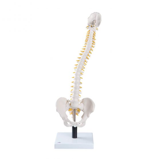 3B Scientific Flexible Spine with Soft Inter Vertebral Discs + free anatomy software - 3B Smart Anatomy VB84 - Image 2