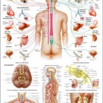 Ruediger Anatomy ta46lam Vegetables Nerveux System Painting, 70 cm x 100 cm, Laminated
