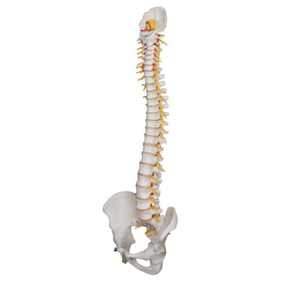 3B Scientific Deluxe Flexible Spine + free anatomy software - 3B Smart Anatomy - Image 3
