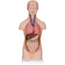3B Scientific B22 Mini-Torso, 12 Part + free anatomy software - 3B Smart Anatomy