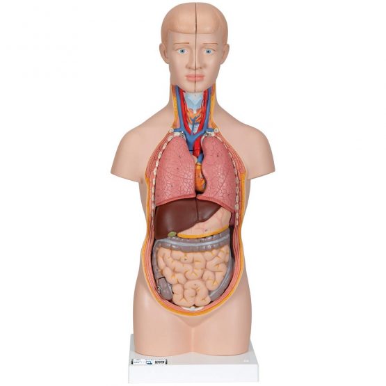 3B Scientific B22 Mini-Torso, 12 Part + free anatomy software - 3B Smart Anatomy
