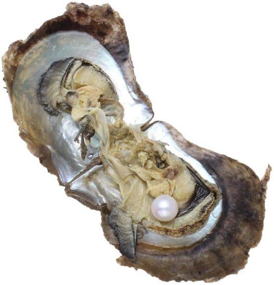 AAA Akoya Round Oysters with Pearl Inside Sea Cultured Shell Pearl ...