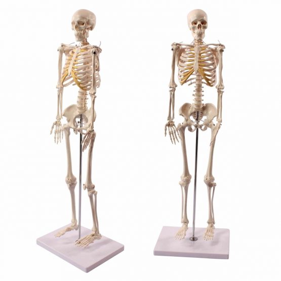 S24.1175 Mini Skeleton, 85 Centimeter - Image 2