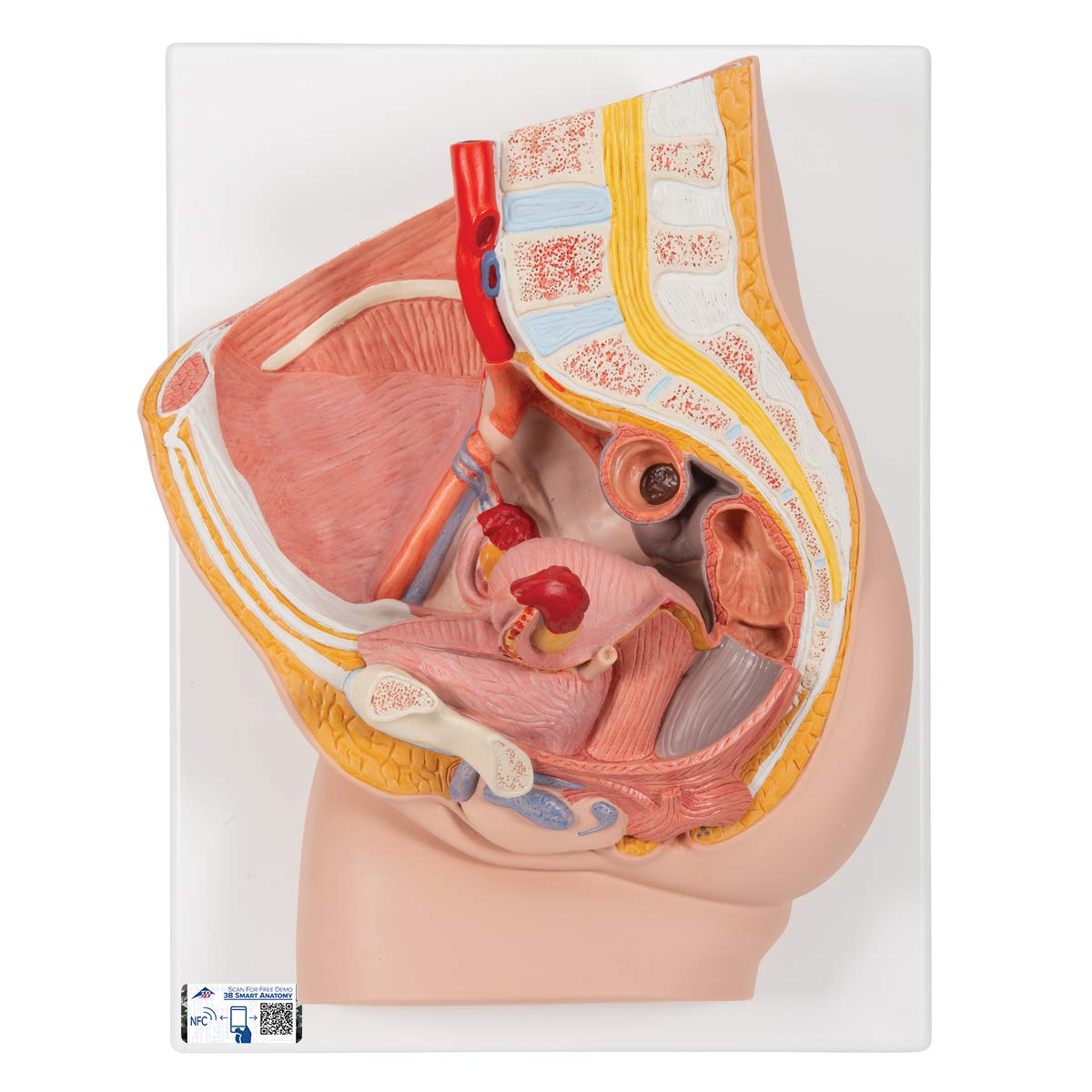 3B Scientific H10 Female Pelvis Model in Median Section, 2 Part + free anatomy software - 3B Smart Anatomy