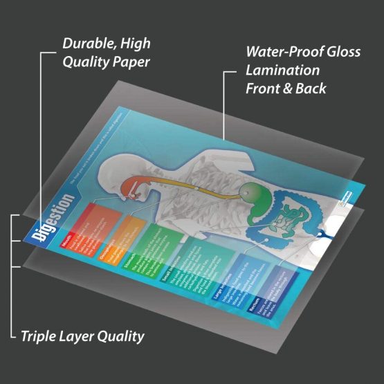 Digestion | Science Posters | Laminated Gloss Paper measuring 850mm x 594mm (A1) | Science Charts for the Classroom | Education Charts by Daydream Education - Image 3