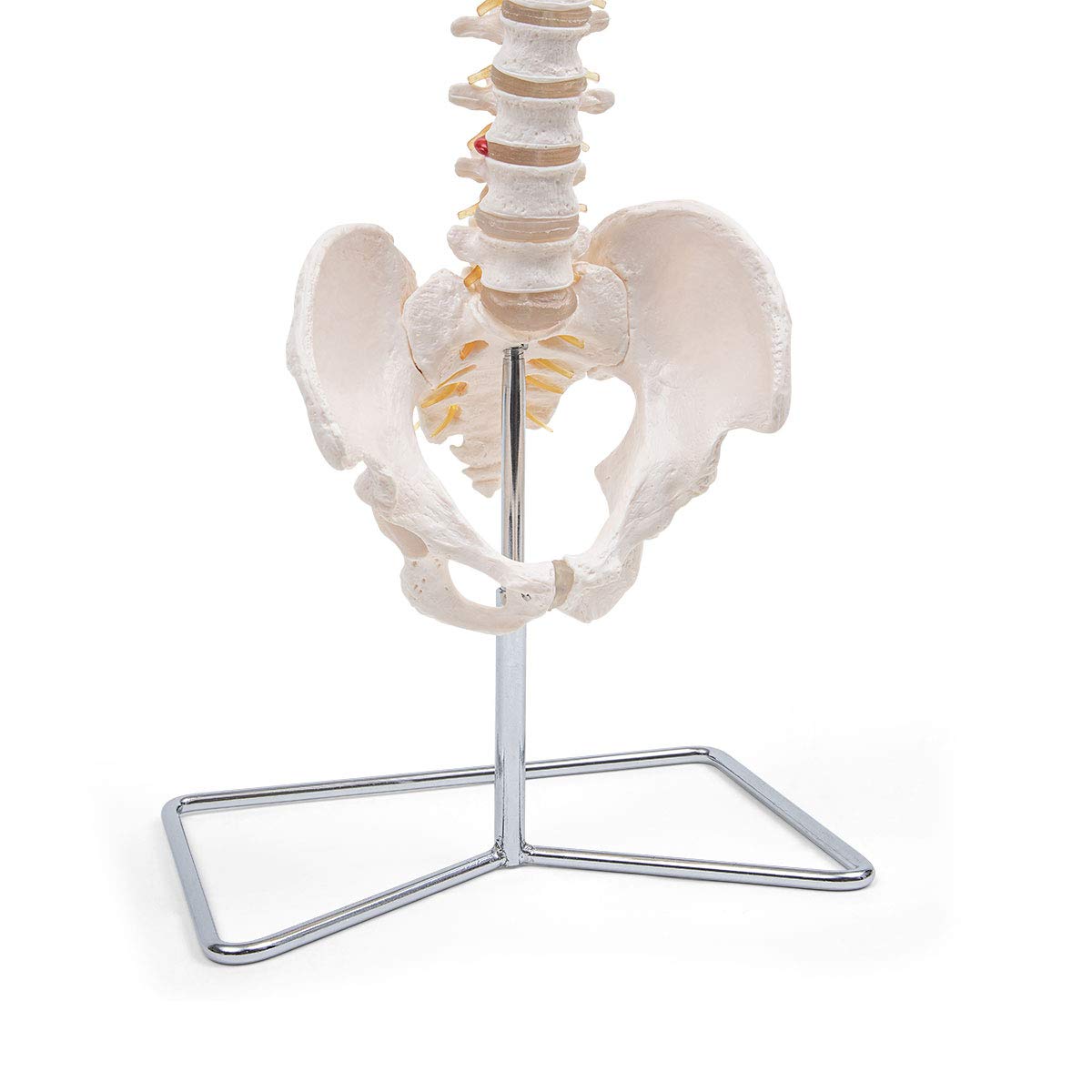 Elementary Anatomy Spine Model - Life-Size Flexible Human Spine, White - Image 3