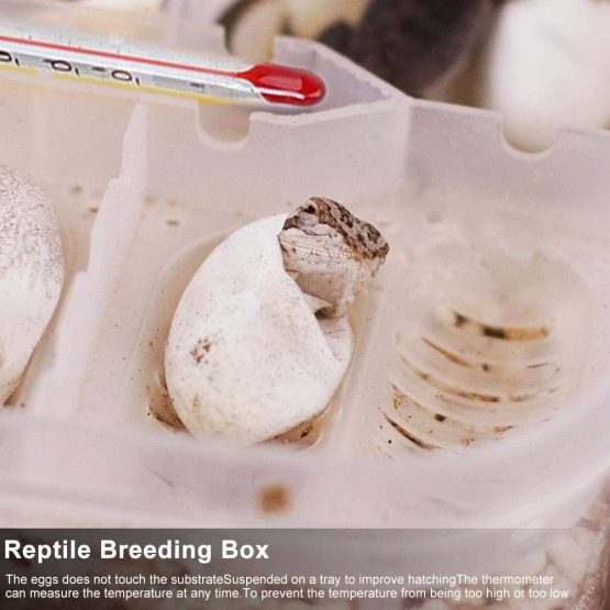 Reptile Egg Incubator Transparent Plastic Gecko Snakes Lizards Reptiles Eggs Breeding Incubator Tray Reptile Egg Breeding Hatchery Box with Thermometer - Image 2