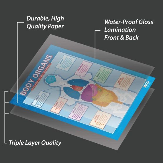 Body Organs | Science Posters | Laminated Gloss Paper measuring 850mm x 594mm (A1) | Science Charts for the Classroom | Education Charts by Daydream Education - Image 3