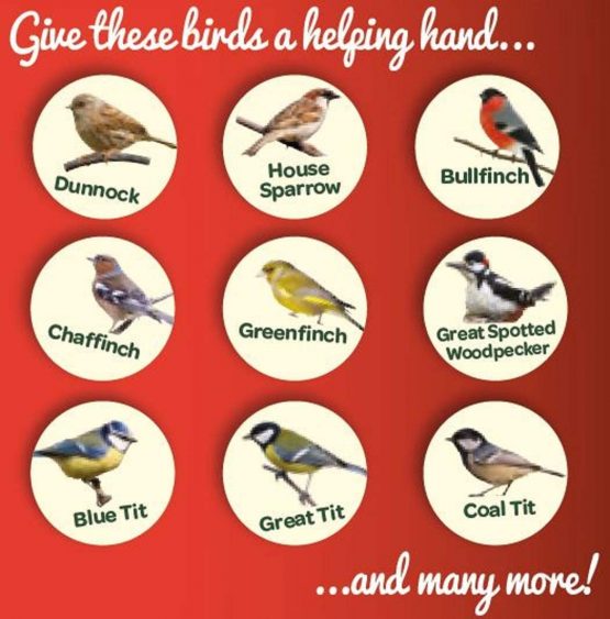 Peckish Peanuts for Wild Birds, 2 kg - Image 3