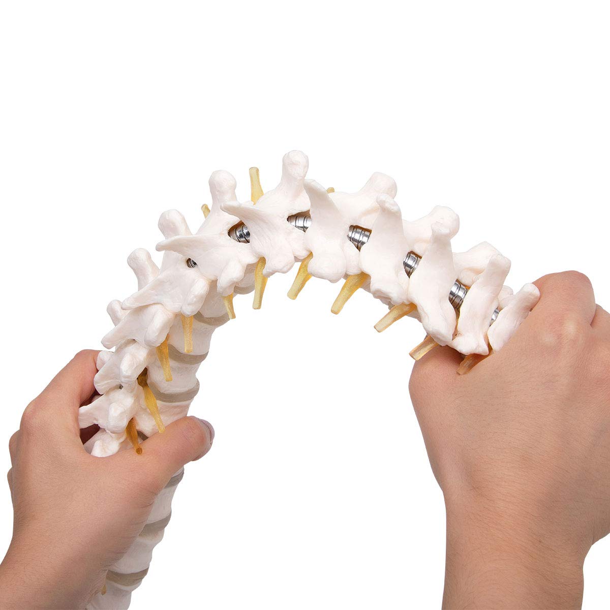 Elementary Anatomy Spine Model - Life-Size Flexible Human Spine, White - Image 4