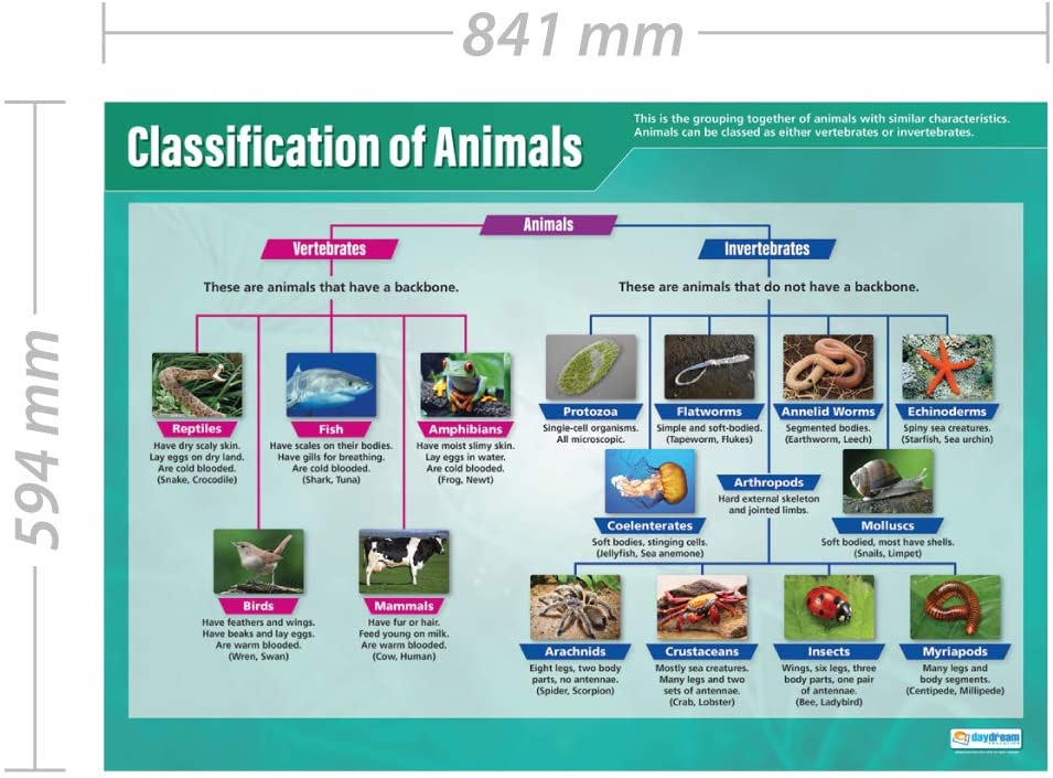 Classification of Animals | Science Posters | Gloss Paper measuring ...