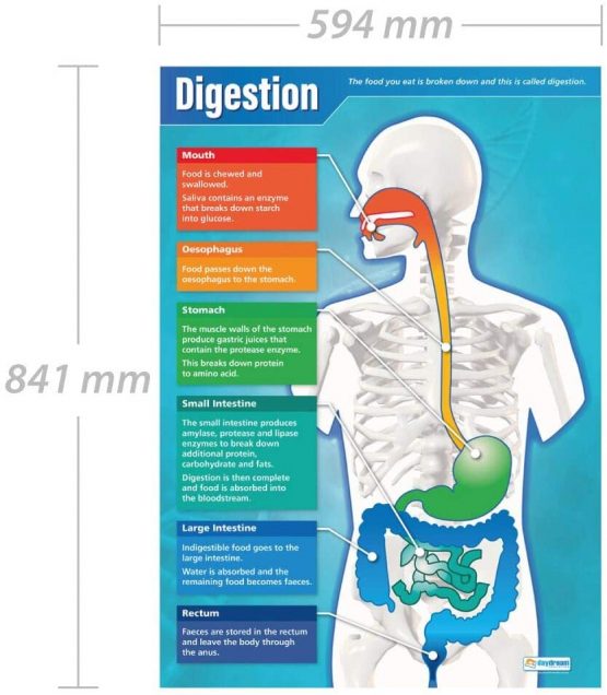 Digestion | Science Posters | Laminated Gloss Paper measuring 850mm x 594mm (A1) | Science Charts for the Classroom | Education Charts by Daydream Education - Image 2