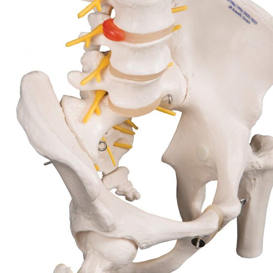 3B Scientific Deluxe Flexible Spine with Femur heads + free anatomy software - 3B Smart Anatomy - Image 4