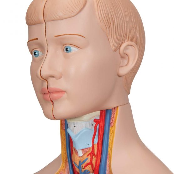 3B Scientific B22 Mini-Torso, 12 Part + free anatomy software - 3B Smart Anatomy - Image 4