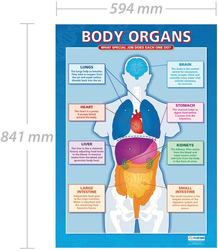 Body Organs | Science Posters | Laminated Gloss Paper measuring 850mm x