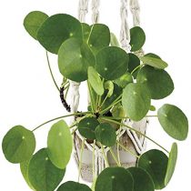 My Life Handmade 663721 DIY Macrame Plant Hanging Kit, Cream, Finished Size 140.97cm x 6.03cm x 3.18cm