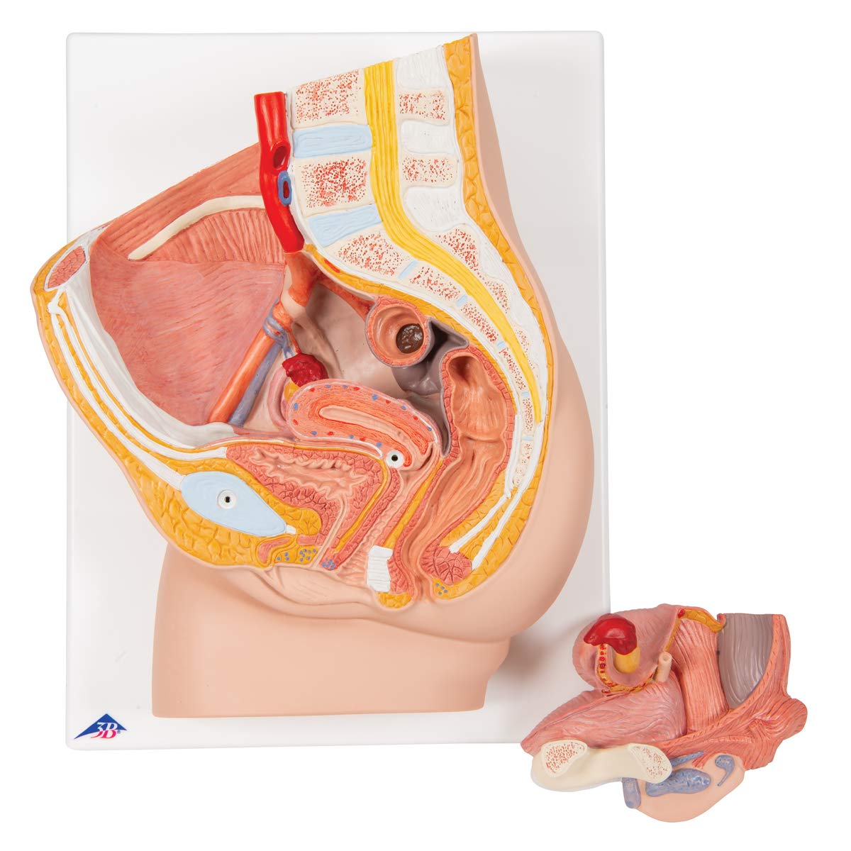 3B Scientific H10 Female Pelvis Model in Median Section, 2 Part + free anatomy software - 3B Smart Anatomy - Image 2
